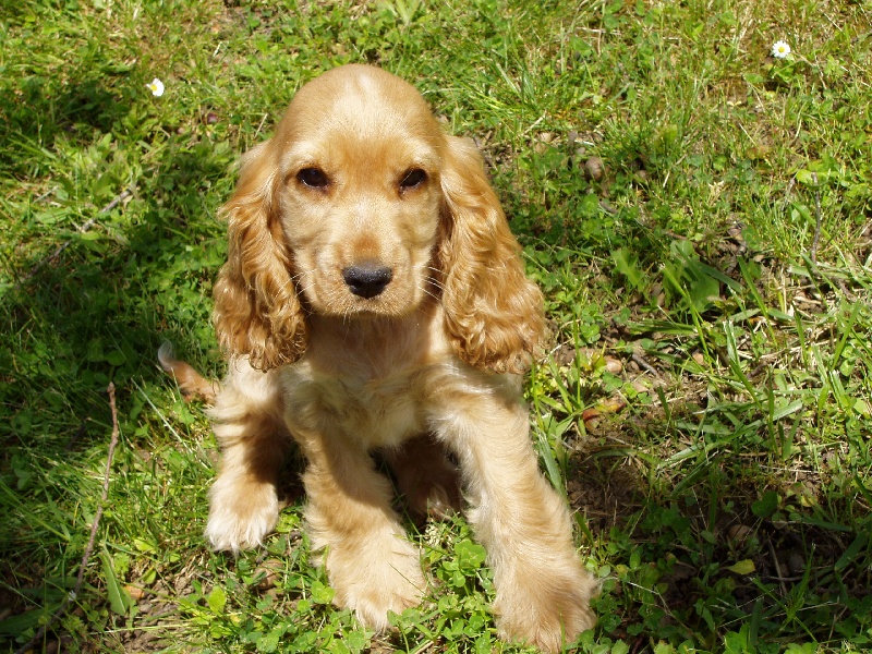 DELIA